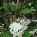 Deutzia bunyardii fleur P1C
